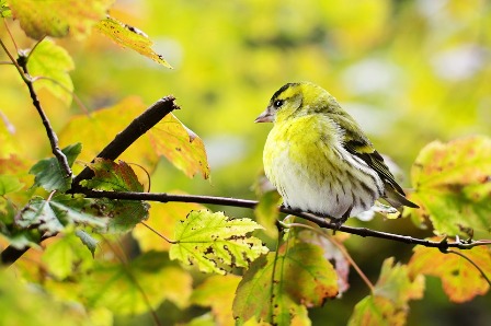 黄緑の鳥