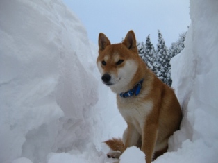 雪の道の柴犬うみ