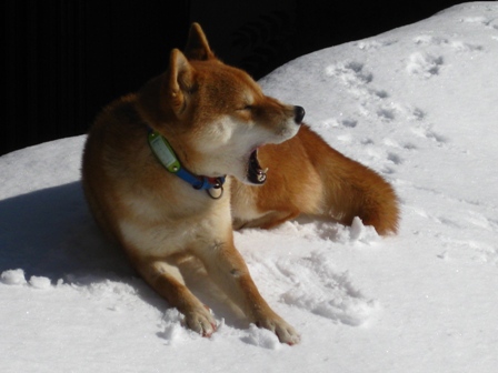 柴犬うみの雪の上であくび