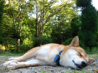 柴犬うみ、庭で寝てる
